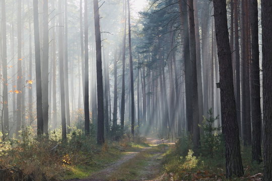 Fototapeta Mgła w lesie.