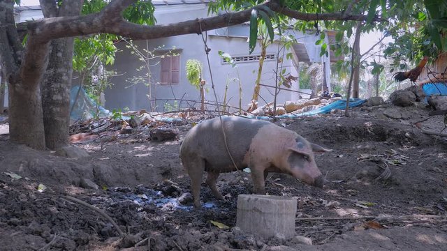 Pig covered in mud and tied up with rope defecating on the ground