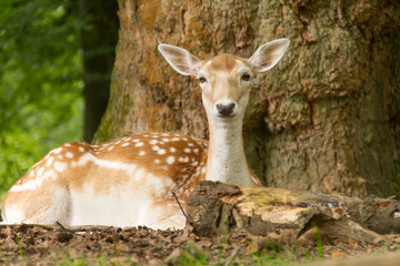 Deer Relaxes