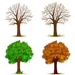 Fototapeta premium Four seasons trees vector