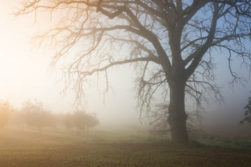 Fototapeta na wymiar Foggy tree landscape