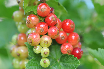 Unreife Johannisbeeren im Garten mit unscharfem Hintergrund (Beeren scharf)