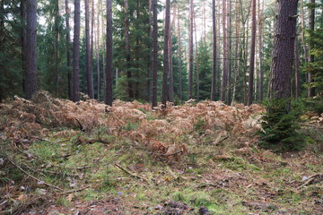 Suche paprocie. © boguslavus