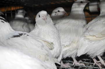 перепел в клетке