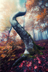 Obraz premium Misty and rainy morning in autumn forest