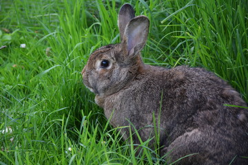Rabbit 