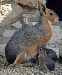 Patagonian Hare with babies