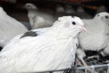 перепел в клетке