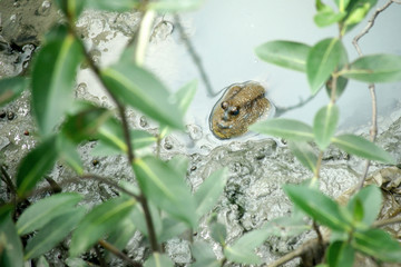 mudskipper or amphibious fish
