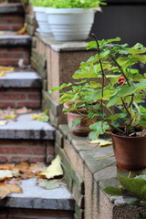 Pot with flower begonias on the steps of the fall