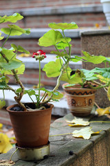 Pot with flower begonias on the steps of the fall