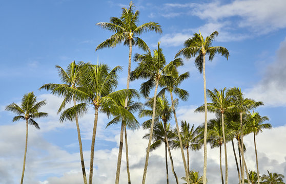 Hawaiian island palm trees and blue sky with clouds