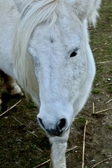weißes Pony /s mit langer Mähne
