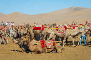 Fototapeta premium Camels for ride, Gobi desert, China