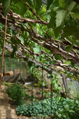 Greenhouse inside Belgium with grapes