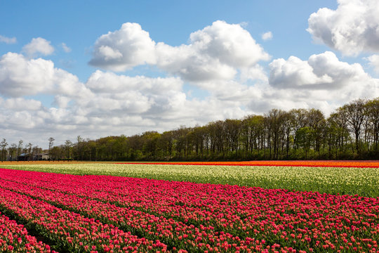 A colourful tulipfield near Lisse in Holland