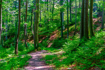 Temperate rainforest