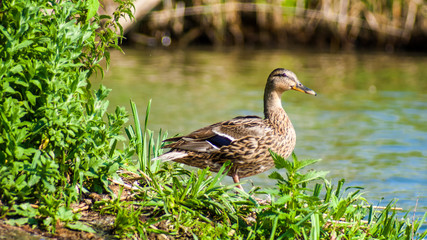 Obraz premium Alert brown duck at the water's edge