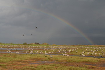 Cranes over a rainbow