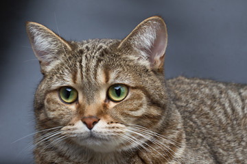 Fototapeta premium Portrait of british cat