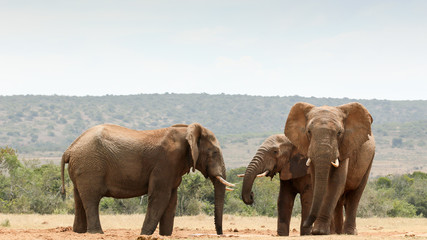 Fototapeta na wymiar Bush Elephants gathering at the dam