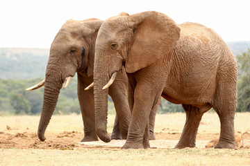 Fototapeta na wymiar Bush Elephants walking together