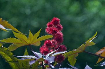 Red castor oil plant, beautiful ornamental plant