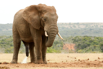 Fototapeta na wymiar Bush Elephant with his head down - please need some privacy