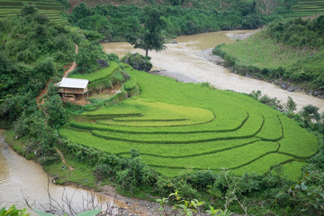 Mu Chang Chai rice terraced