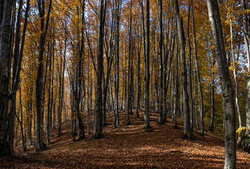 Obraz premium Beautiful day in the misty autumn fores