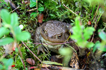 Zoology. Wildlife. A large earthen toad sitting on a stump. Common toad. Brown toad. Lives in the forest of the middle band.