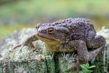 Zoology. Wildlife. A large earthen toad sitting on a stump. Common toad. Brown toad. Lives in the forest of the middle band.