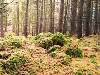 Obraz premium Pine tree forest in Northern Ireland