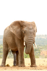 Fototapeta premium Bush Elephant - Nie patrz na mnie