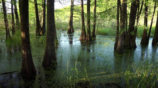 Bald Cypress Trees in bayou at Cypress Island Preserve in Louisiana, pan