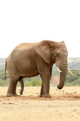 Fototapeta na wymiar Side view of a Bush Elephant just standing