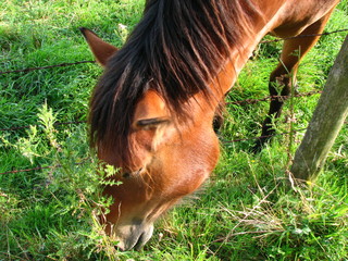 Koński łeb © Maciej