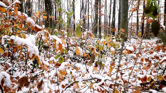 wienerwald im herbst mit schnee