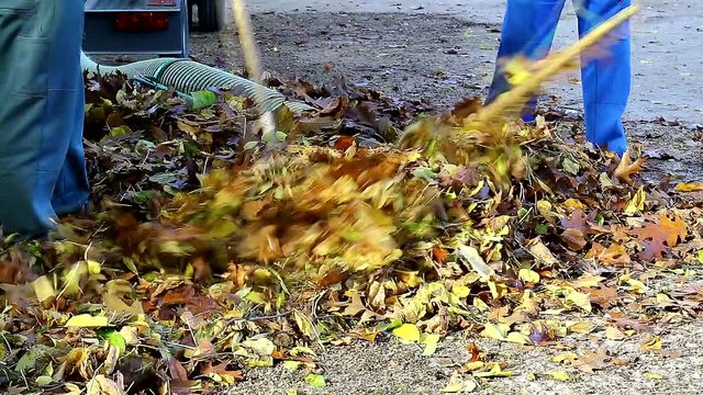 Ramassage de feuilles mortes