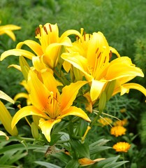 yellow lilies