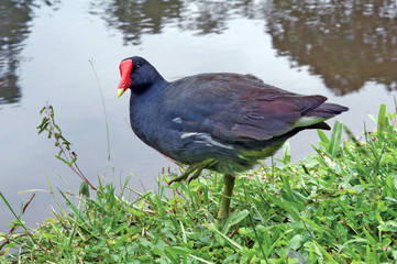 Common gallinule by the lake