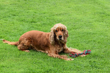 Cocker Spaniel Emma