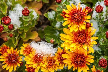 Yellow chrysanthemums covered with the first snow