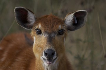 deer face