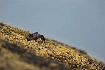 Tiny crab