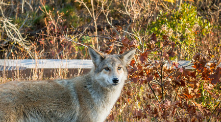 Coyote in the wild