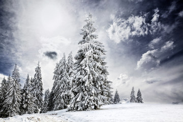  snowy winter landscape