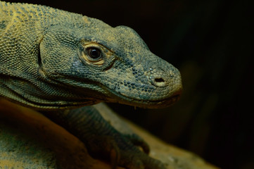 Komodo Dragon