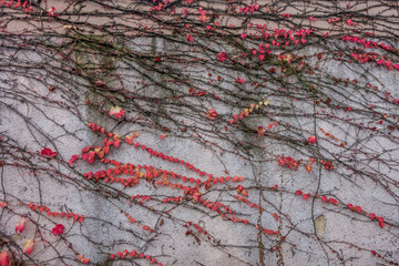Fototapeta premium Herbstlaub