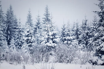  snowy winter landscape